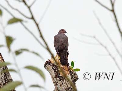 Plumbeous Pigeon (Patagioenas plumbea)